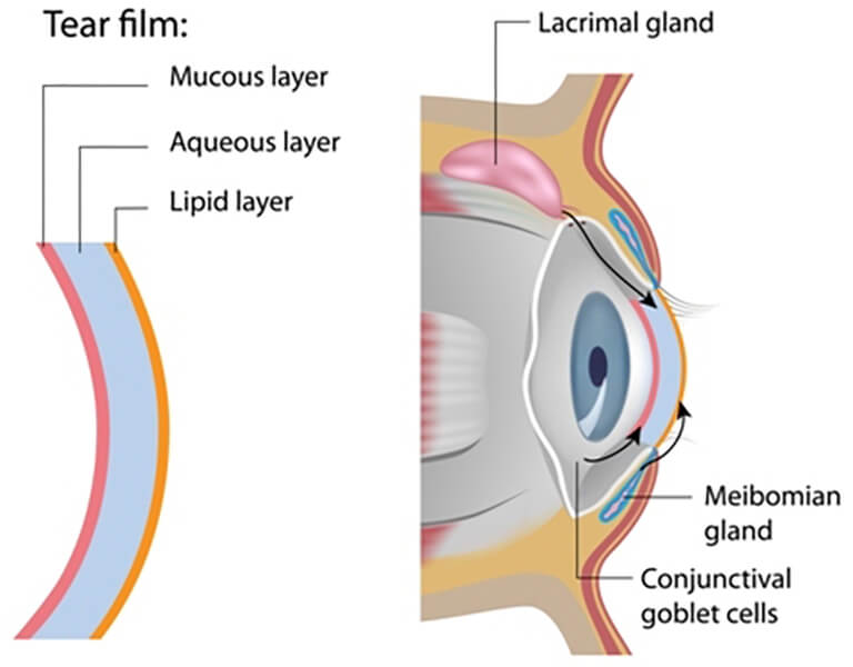 Tear film medical illustration